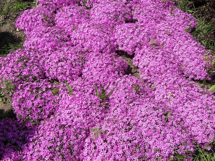Carpet of pink phlox flowers in a garden