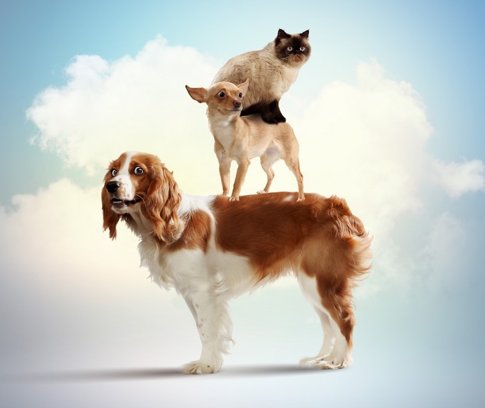 Three dogs and a cat stacked on each other
