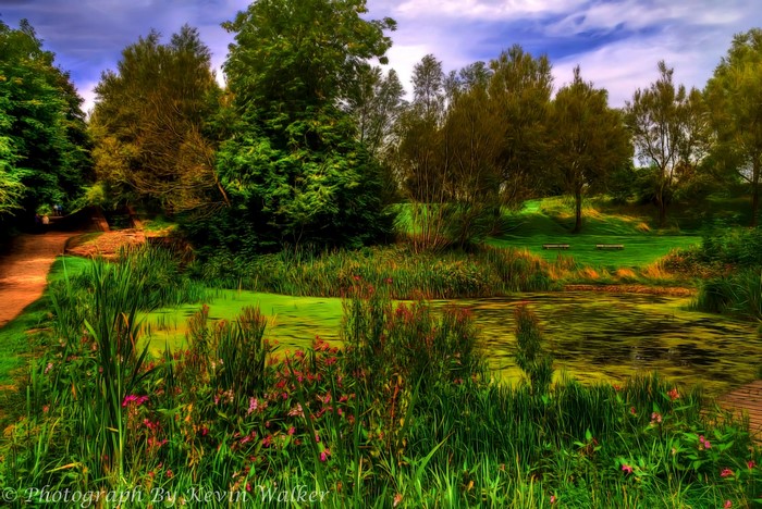 Pond and trees in Oldham, England during summer