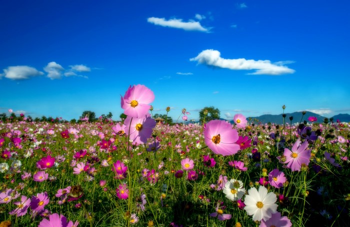 Field of Cosmos flowers under a blue sky