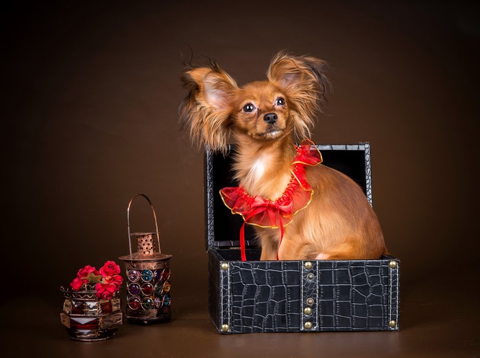 Russkiy Toy dog in a chest with roses