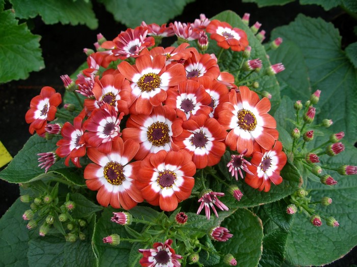 Red and white Cineraria flowers with buds