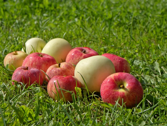 Apples on green grass