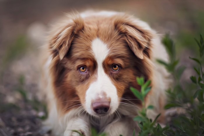 Australian Shepherd dog looking forward