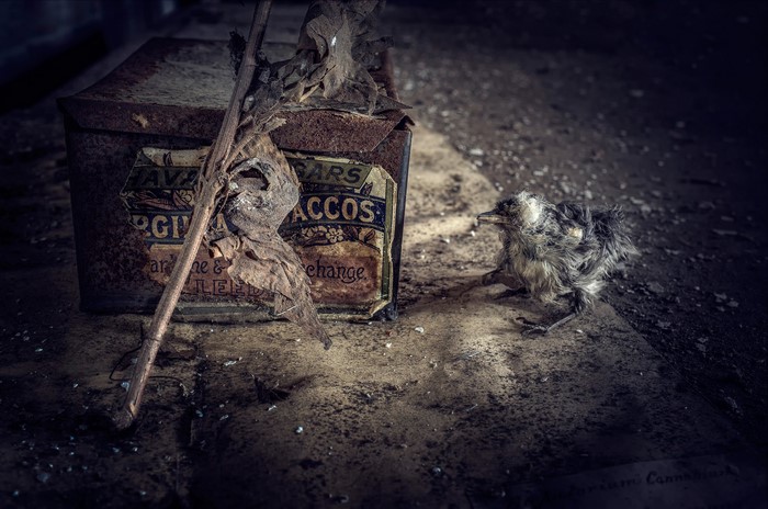 A baby bird next to an old tobacco box