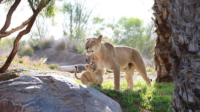 Lioness and cub in a natural habitat