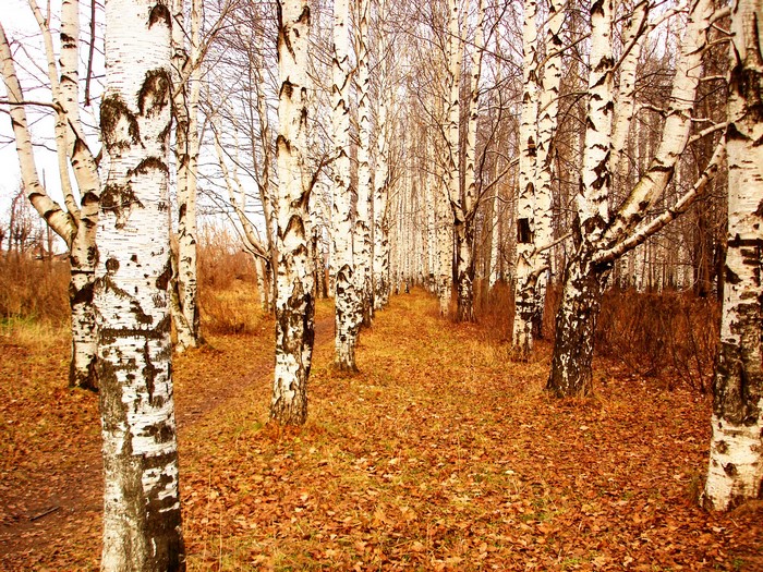 Birch trees in an autumn park with fallen leaves