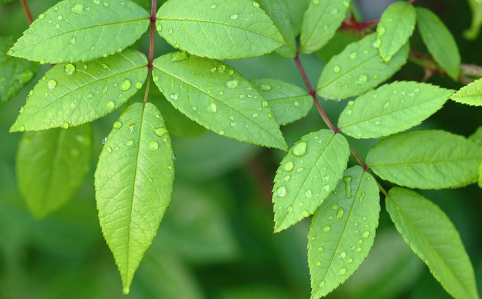 Green leaves with water drops