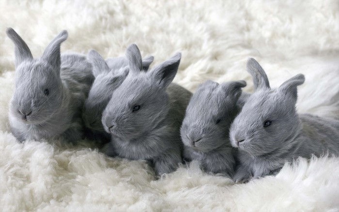 Group of baby rabbits on a fluffy white surface