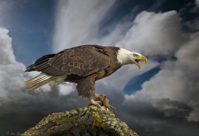 Bald Eagle perched on a branch with stormy clouds