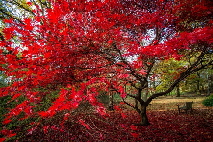 Autumn park with a vibrant red maple tree and a bench