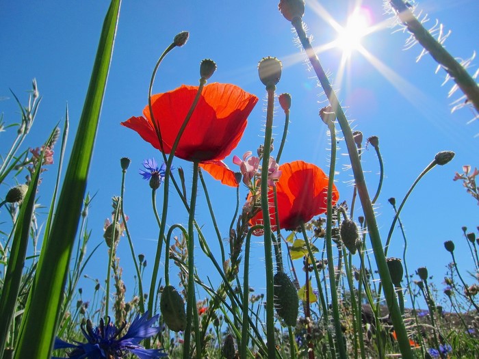 Red Poppies and Cornflowers Under a Bright Sun