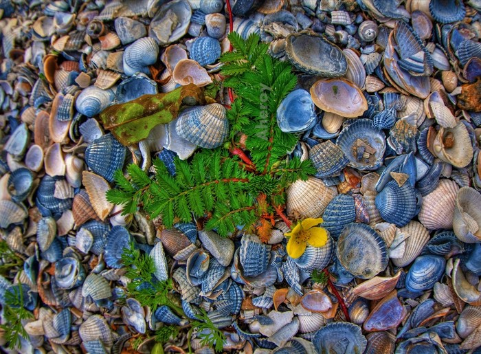 Seashells and green plant with yellow flower