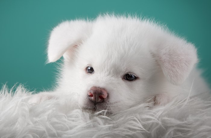 White Akita Puppy on Fur
