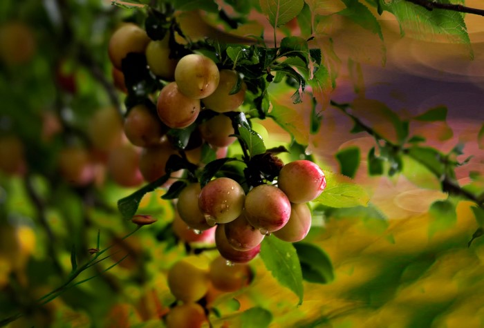 Plums on a branch with water drops