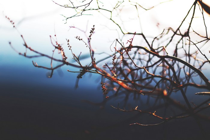 Bare branches with small buds against a blurred background