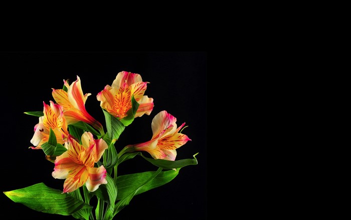 Alstroemeria flowers with pink and yellow petals