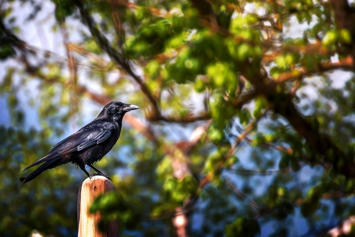 Black crow perched on a wooden post