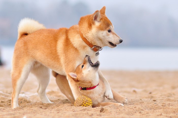 Two Shiba Inu dogs playing on a sandy beach