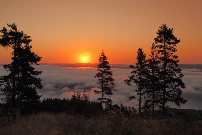 Sunrise over a sea of clouds with silhouetted trees in Sweden