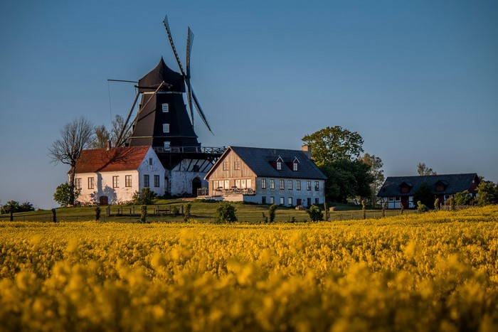 Windmill and houses in a yellow field in Sweden