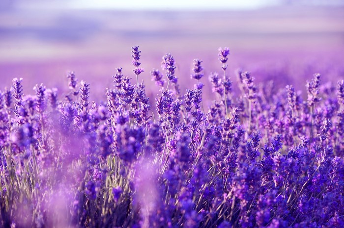Field of Lavender Flowers