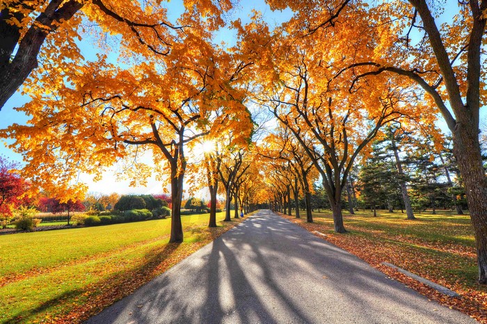 Autumn tree-lined road with fallen leaves