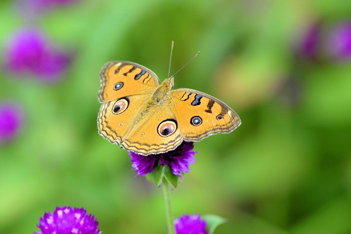 Peacock Pansy Butterfly on Purple Flower