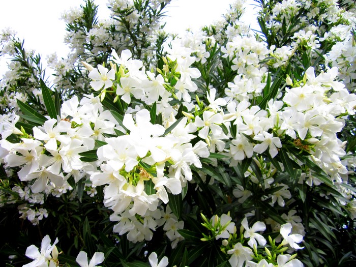 White Oleander Flowers