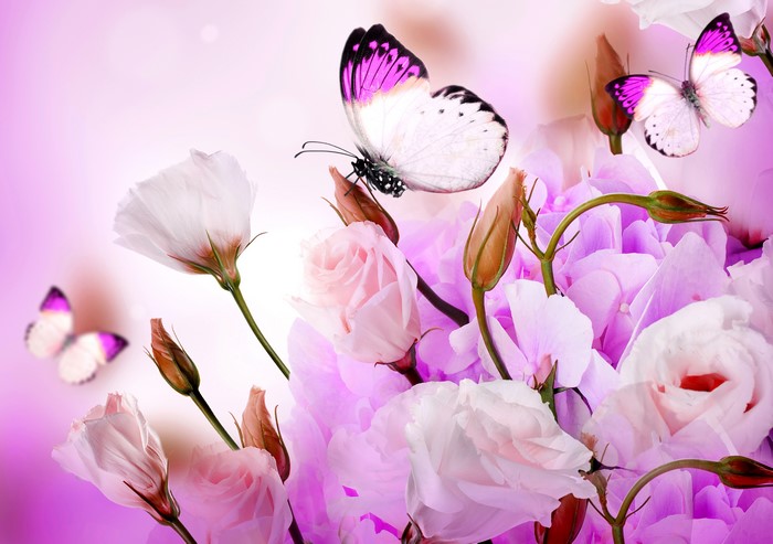 Butterflies and Roses