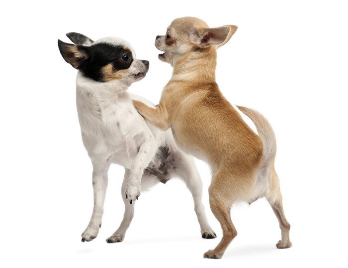 Two Chihuahuas playing