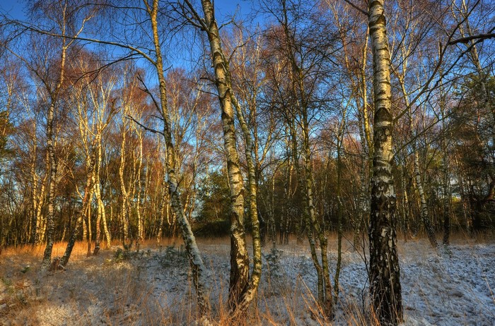 Birch trees in a snowy forest during autumn