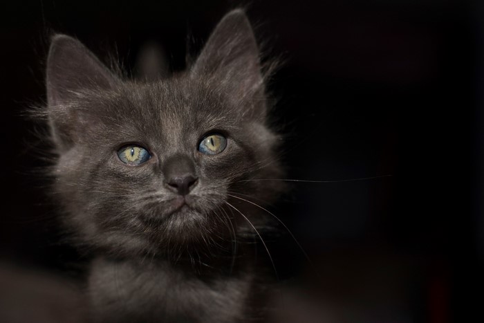 A fluffy gray kitten with blue eyes looks forward