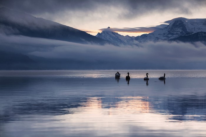 Swans on a lake with mountains and fog