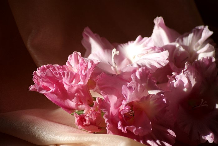 Pink Gladioluses on Silk Fabric