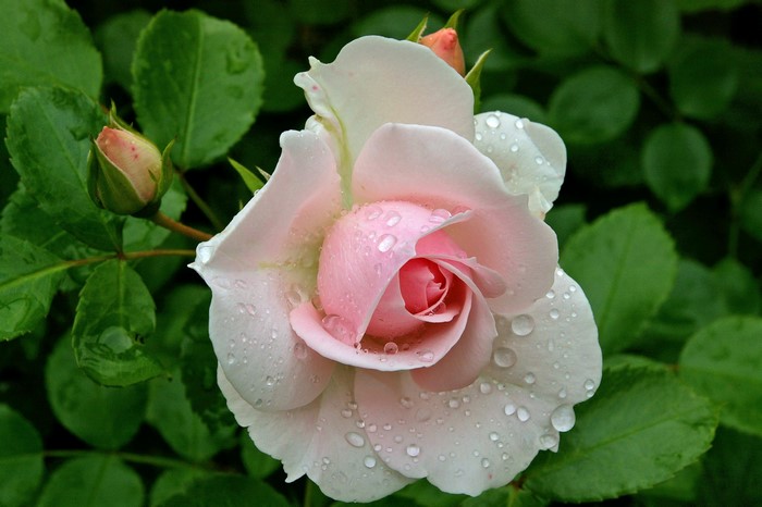 Pink rose with water drops and buds