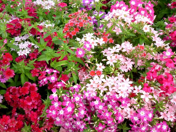 A close-up of a cluster of colorful Phlox flowers