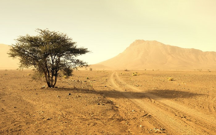 Desert landscape with acacia tree and mountain