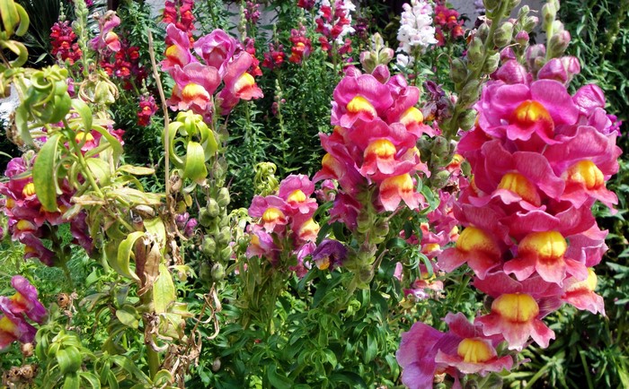 Pink and yellow snapdragons in a garden