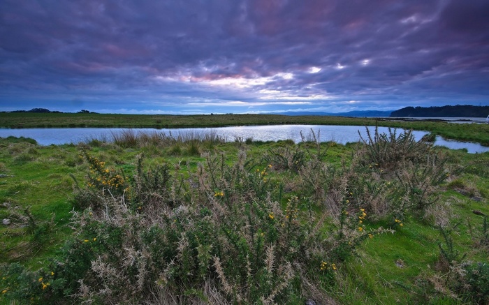 Thorny bushes and a lake under a cloudy sky