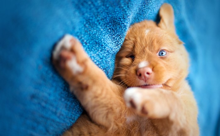 Puppy with blue eyes on a blue blanket