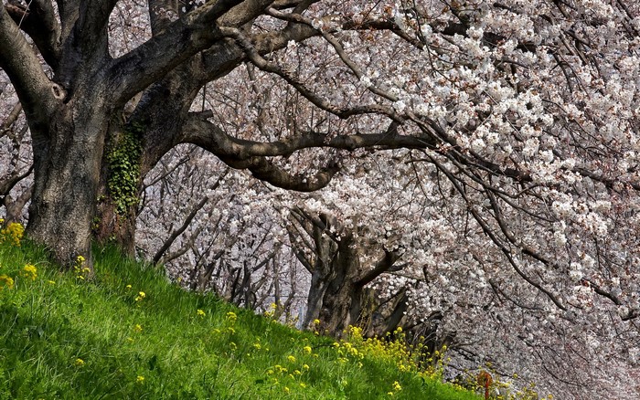 Cherry blossoms in spring with green grass and yellow flowers