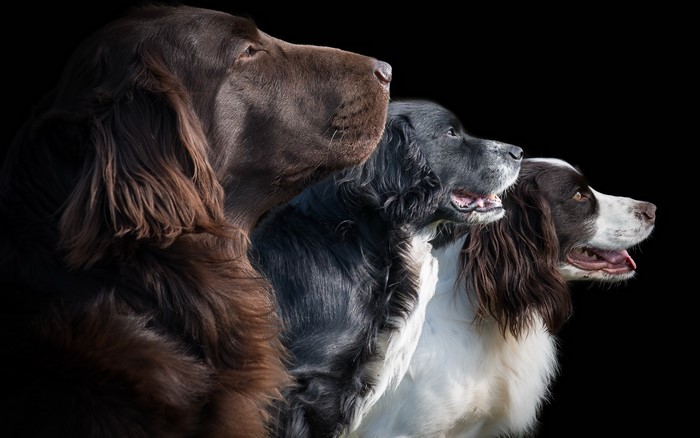 Three dogs in profile against a black background