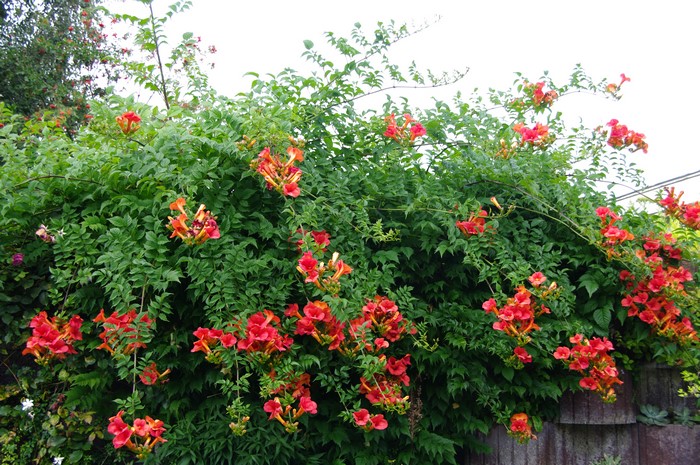 Trumpet Vine with Orange Flowers