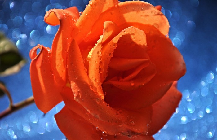 Orange rose with water drops on blue background
