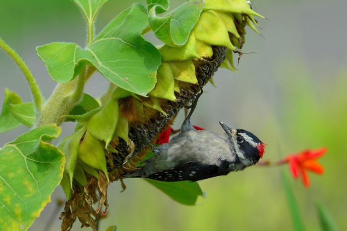Downy Woodpecker on Sunflower
