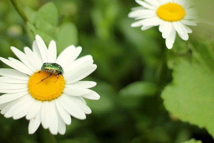 Green beetle on a daisy flower