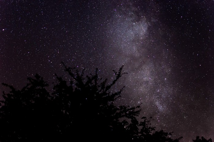Night sky with Milky Way and trees