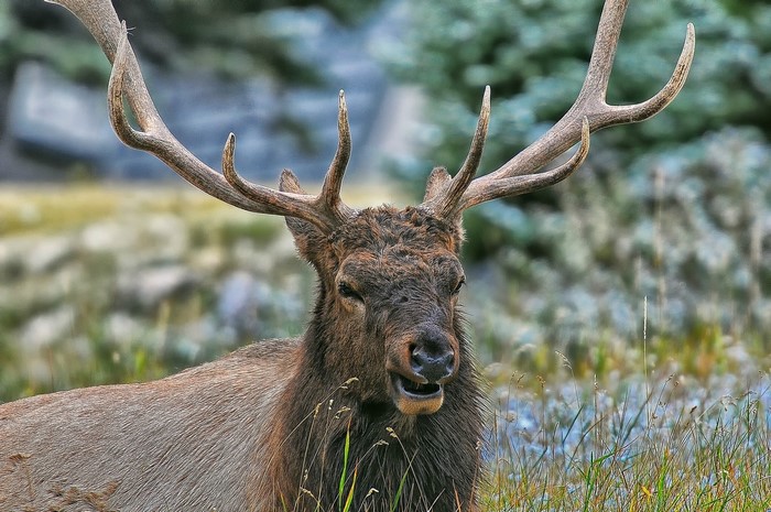 Elk with large antlers in a grassy field