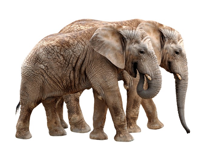 Two Elephants